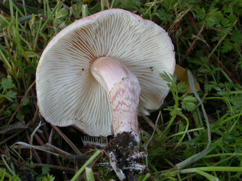 Lepiota subincarnata